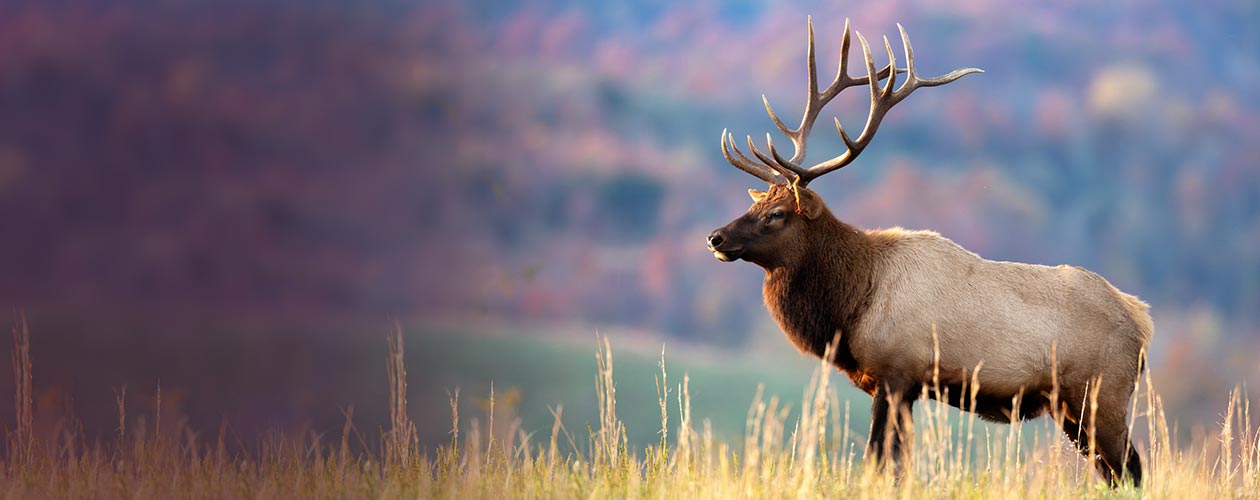 elk tours banner